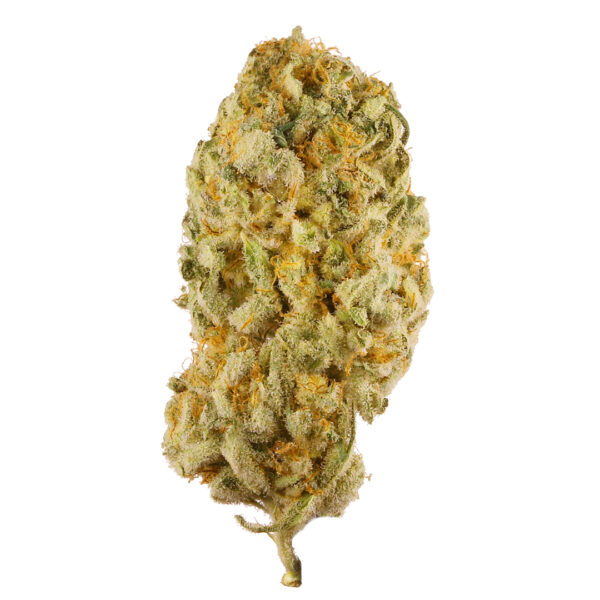 Jack Herer Weed Strain