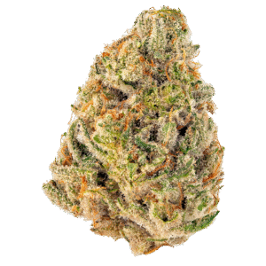 cheetah piss weed strains for sale