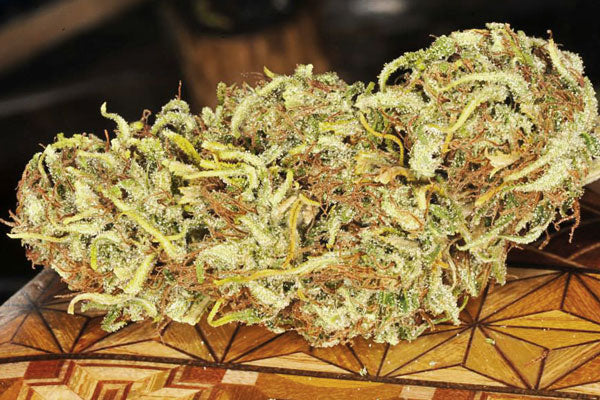 Golden-Tiger cannabis strain europe