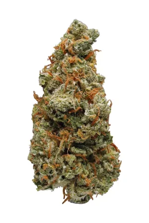 accidental haze weed strain