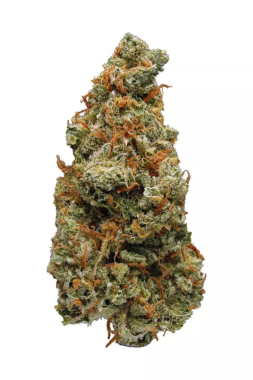 accidental haze weed strain