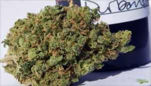 kentucky durban weed strain kentucky durban weed strain