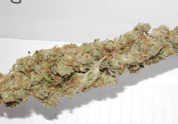 super-skunk-marijuana-strain Holland Skunk Special Online